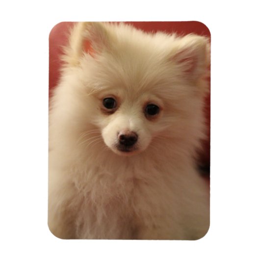 Niedlicher Spitz Magnet (Vertikal)