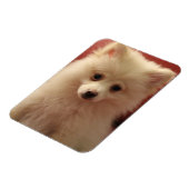 Niedlicher Spitz Magnet (Linke Seite)