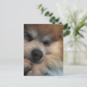 Niedlicher Spitz POSTCARD Postkarte (Stehend Vorderseite)