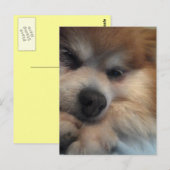 Niedlicher Spitz POSTCARD Postkarte (Vorne/Hinten)