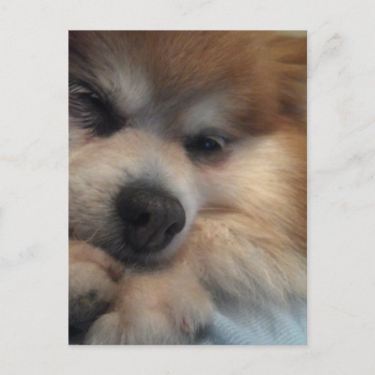 Niedlicher Spitz POSTCARD Postkarte (Vorderseite)