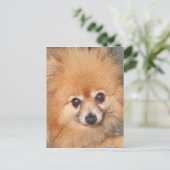 Niedlicher Spitz Postkarte (Stehend Vorderseite)