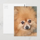 Niedlicher Spitz Postkarte (Vorne/Hinten)