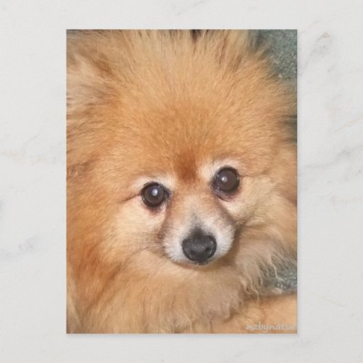 Niedlicher Spitz Postkarte (Vorderseite)