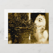 Niedlicher Spitz Postkarte (Vorne/Hinten)