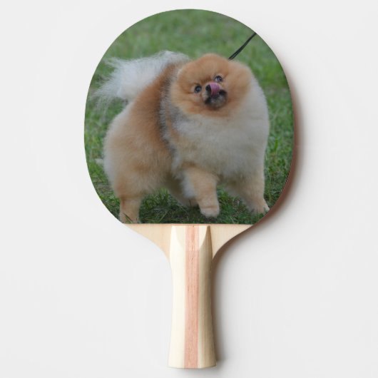 Niedlicher Spitz Tischtennis Schläger (Vorderseite)