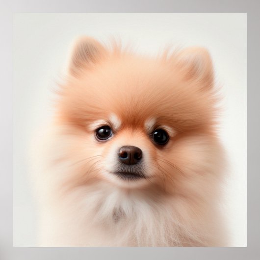 Niedlicher Spitz Welpendog Portrait Poster (2) (Vorne)