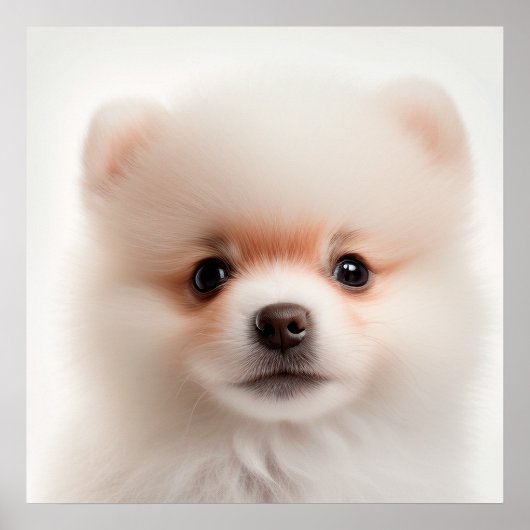 Niedlicher Spitz Welpenportrait Poster (Vorne)