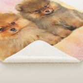 Niedlicher Spitzdeutsche Spitz-Welpen Sherpadecke (3/4)