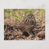 Niedlicher Spunky Lincoln-Sparrow-Songbird Postkarte (Vorderseite)