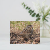 Niedlicher Spunky Lincoln-Sparrow-Songbird Postkarte (Stehend Vorderseite)