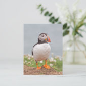 Niedlicher Stehender Puffin Postkarte (Stehend Vorderseite)