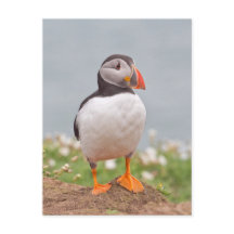 Niedlicher Stehender Puffin