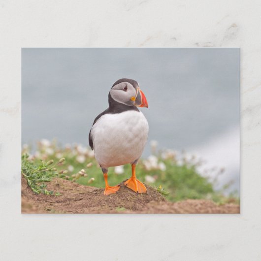 Niedlicher Stehender Puffin Postkarte (Vorderseite)
