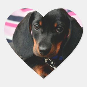 Niedlicher Sticker für Welpen