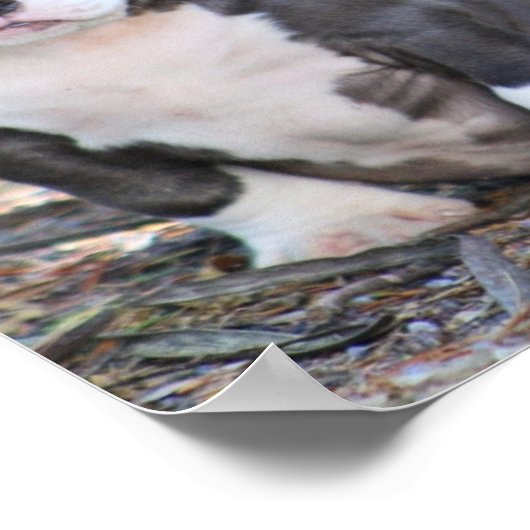 Niedlicher Stier Poster (Ecke)