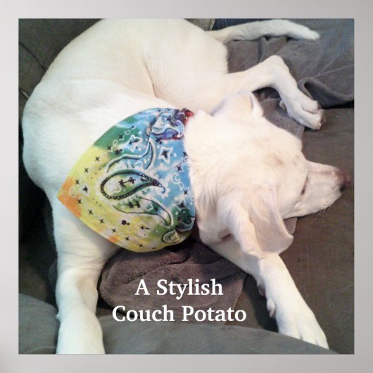 Niedlicher, stylischer White Dog mit farbenfroher  Poster (Vorne)