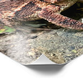 Niedlicher Südtoad Nah-up Fotodruck (Ecke)