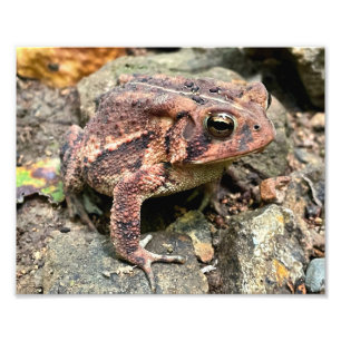 Niedlicher Südtoad Nah-up Fotodruck