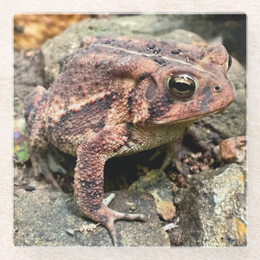 Niedlicher Südtoad Nah-up Glasuntersetzer (Vorderseite)