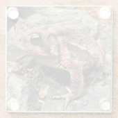 Niedlicher Südtoad Nah-up Glasuntersetzer (Rückseite)