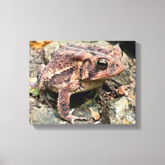 Niedlicher Südtoad Nah-up Leinwanddruck (Vorderseite)