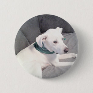 Niedlicher süßer Hund mit grünem Scarf grau Button