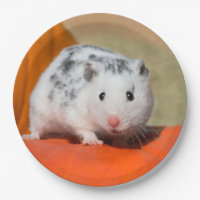 Niedlicher syrischer Hamster-weißes schwarzes