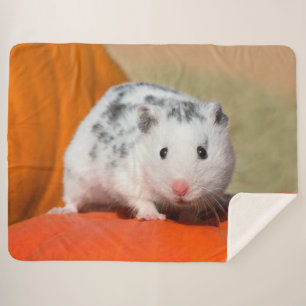 Niedlicher syrischer Hamster-weißes schwarzes Sherpadecke