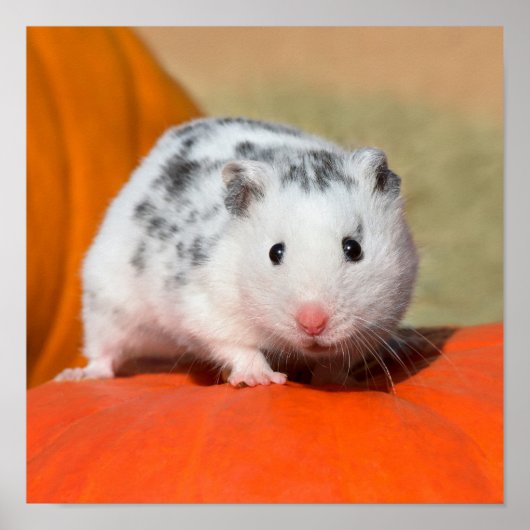 Niedlicher syrischer Hamster White Black Gepunktet Poster (Vorne)