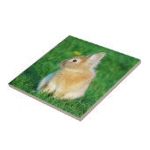 Niedlicher Tiersonnengang im Gras Fliese (Seite)