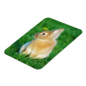 Niedlicher Tiersonnengang im Gras Magnet (Linke Seite)