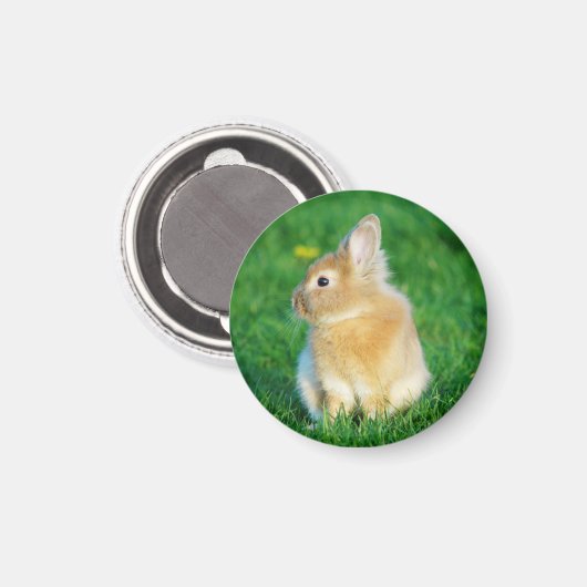 Niedlicher Tiersonnengang im Gras Magnet (Vorderseite/Rückseite)