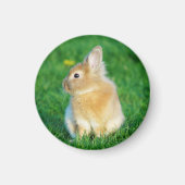 Niedlicher Tiersonnengang im Gras Magnet (Vorne)
