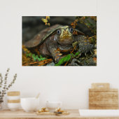 Niedlicher Tortoise Evaar, DiDi Poster (Küche)