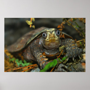 Niedlicher Tortoise Evaar, DiDi Poster