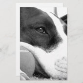 niedlicher, traurig aussehender Pitbulhund Schwarz Briefpapier (Vorne/Hinten)