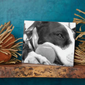 niedlicher, traurig aussehender Pitbulhund Schwarz Fotoplatte (Seite)