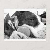 niedlicher, traurig aussehender Pitbulhund Schwarz