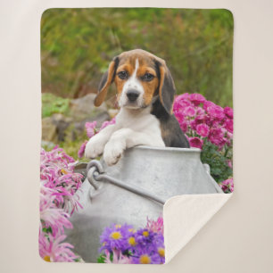Niedlicher Tricolor Beagle Hund Welpe Pet in einer Sherpadecke
