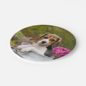 Niedlicher Tricolor Beagle-Hundewelpe im Pappteller (Schrägansicht)