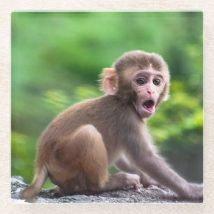 Niedlicher und Adorable-Baby-Affe Glasuntersetzer