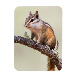 Niedlicher und Chubby Chipmunk Magnet