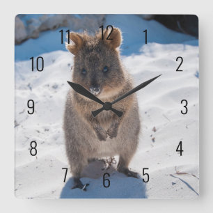 Niedlicher und glücklicher Quokka am Strand in Aus Quadratische Wanduhr