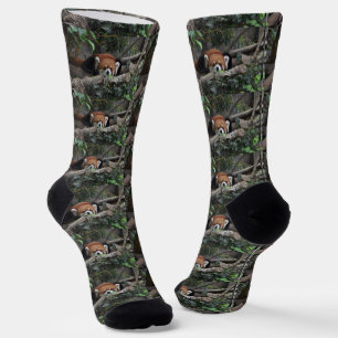 Niedlicher und scharfer Roter Panda im Zoo. Socken