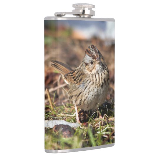 Niedlicher und spunky Lincolns Sparrow Flachmann (Rechts)