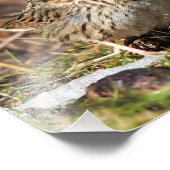 Niedlicher und spunky Lincolns Sparrow Fotodruck (Ecke)