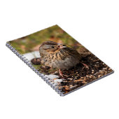 Niedlicher und spunky Lincolns Sparrow Notizblock (Rechte Seite)