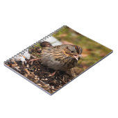 Niedlicher und spunky Lincolns Sparrow Notizblock (Linke Seite)