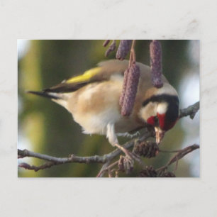 Niedlicher Verzehr von Goldfinch DIY Postkarte